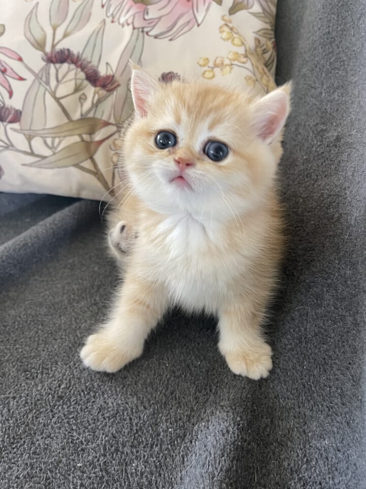 litter b - female - looking up