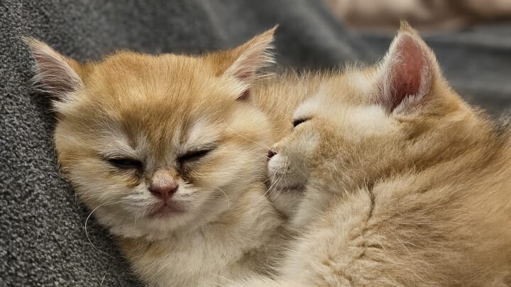 two golden british kittens sleeping together