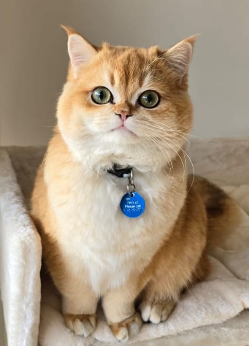 Miluk Cattery Golden British Shorthair Loki-1-year-old