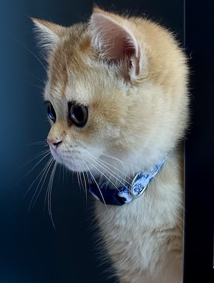 Black-Golden-Shell-British-Shorthair-girl