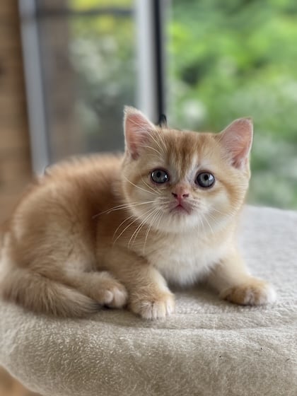 Golden-Shell-British-Shorthair-boy on cat tree