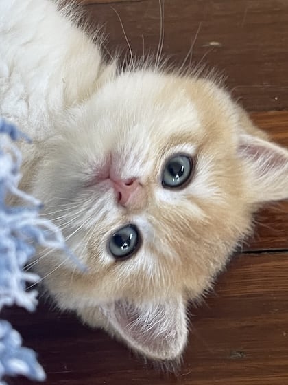 Miluk Cattery Black-Golden-Shell-British-Shorthair-girl image 3