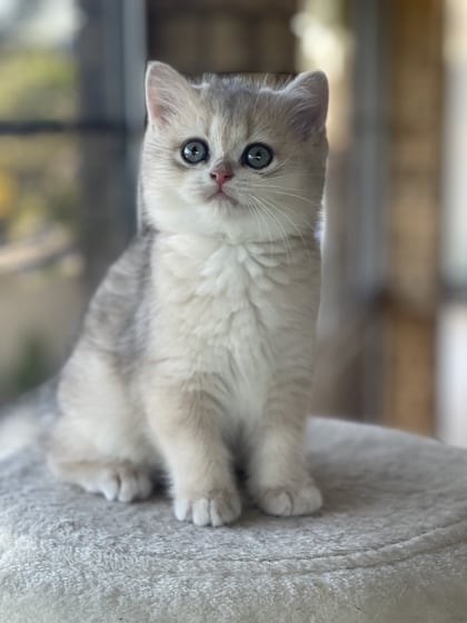 Miluk Cattery Blue-Golden-Shell-British-Shorthair-girl