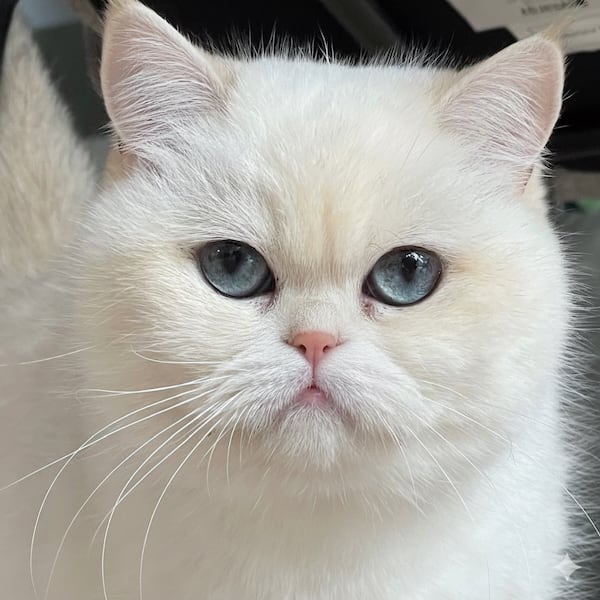 Miluk cattery white british golden shorthair cat with blue eyes