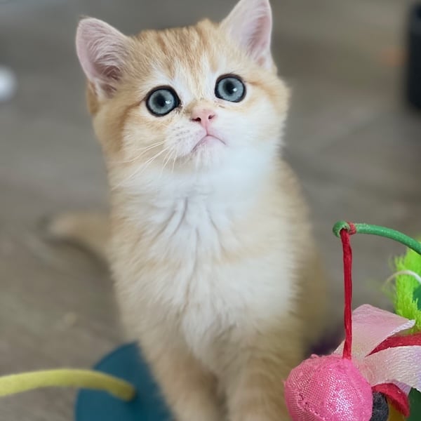 Black Golden British Shorthair Girl sitting around toys