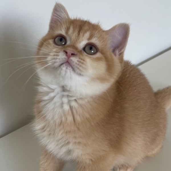 black-golden-british-shorthair kitten female looking up