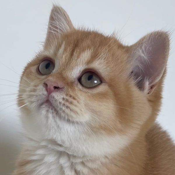 face black-golden-british-shorthair-kitten looking to the left