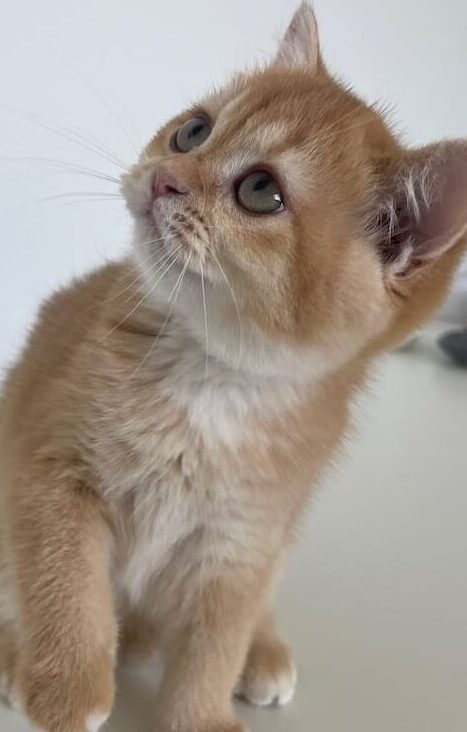 black golden british shorthair kitten female