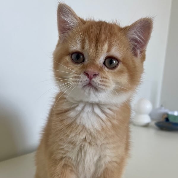 black-golden-british-shorthair-kitten from front