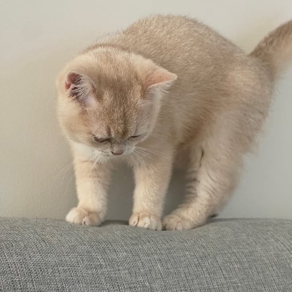 blue golden british shorthair kitten girl on sofa looking down