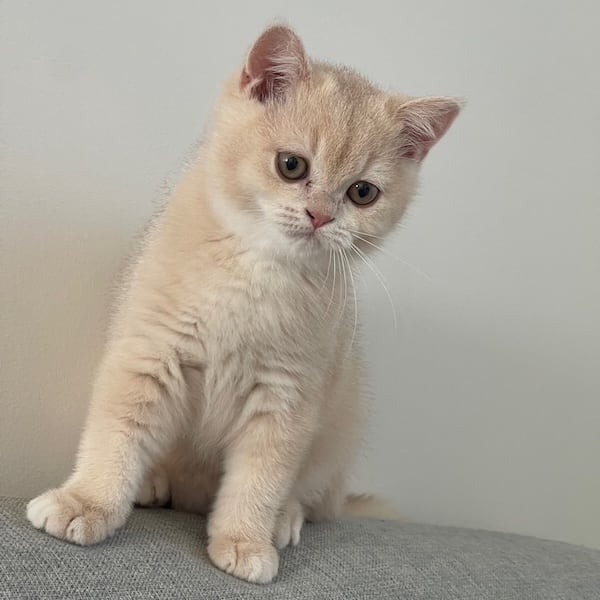 blue british golden shorthair kitten female from front