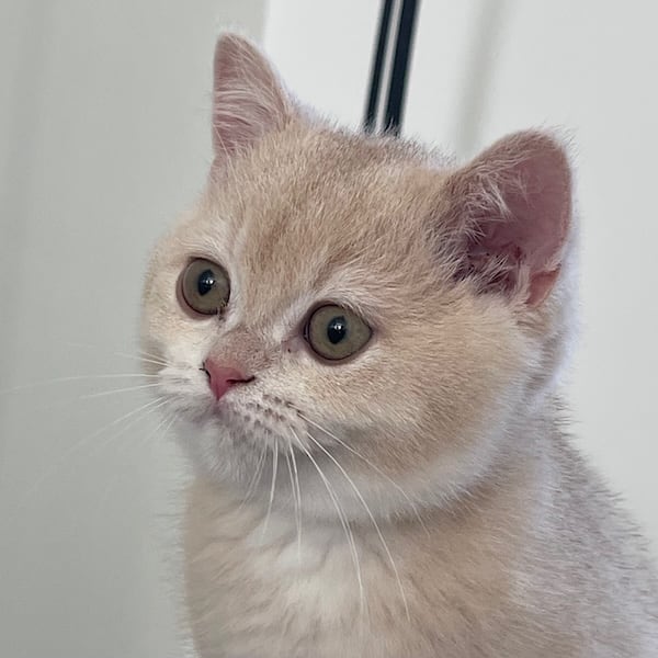 blue golden british shorthair female