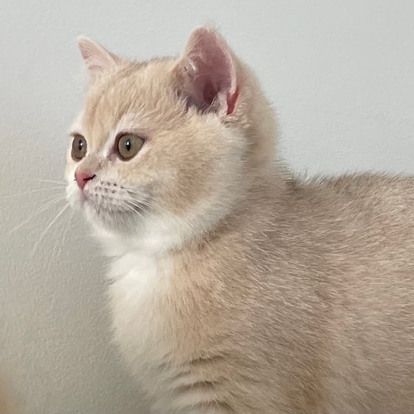 blue golden british shorthair kitten female from front side