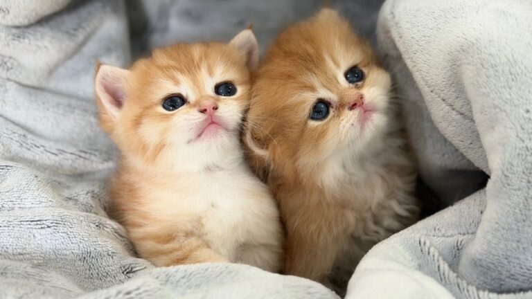 Two Golden British Shorthair kittens looking at toy