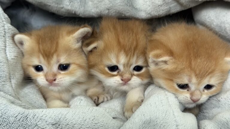 Three Golden British Shorthair kittens resting