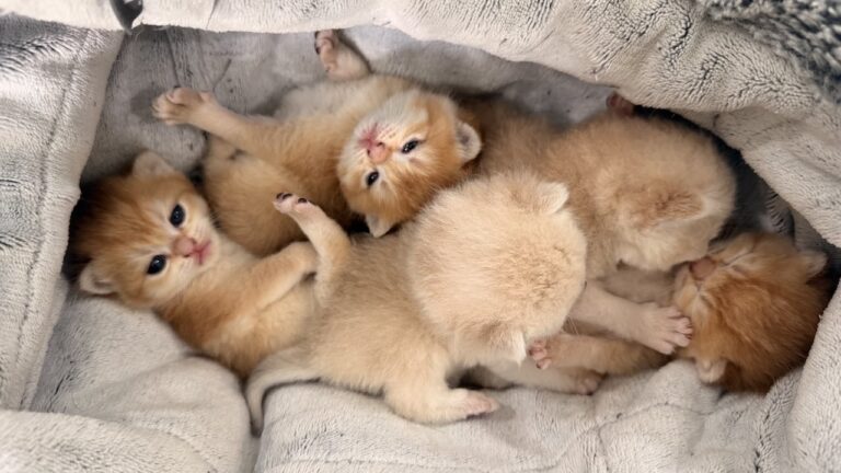 Golden British Shorthair litter with five kittens cuddling together