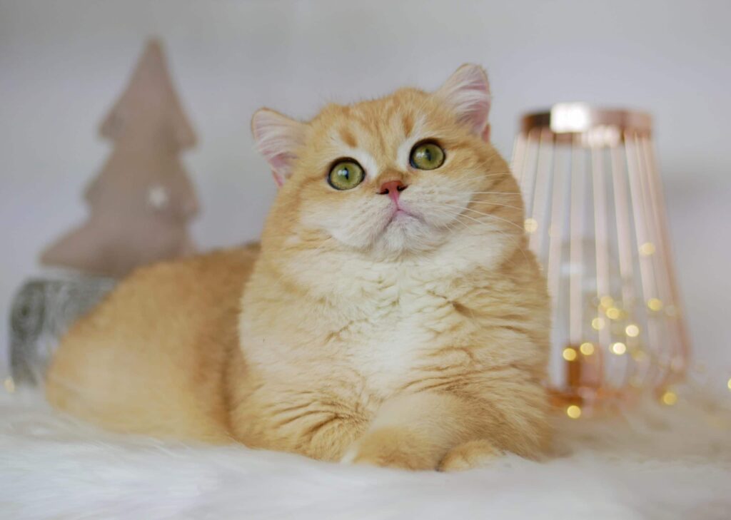 golden-british-shorthair-male-from-front-laying-on-white-fur