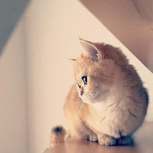 golden british shorthair sitting crouched on cupboard looking to the side