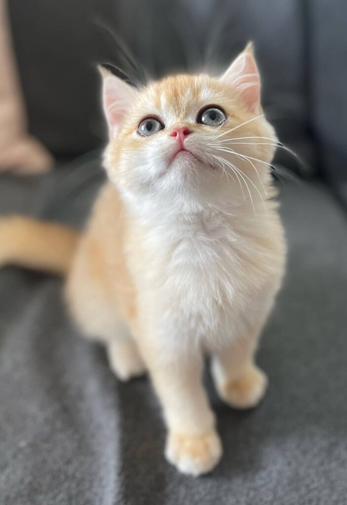 Golden British Shorthair young male