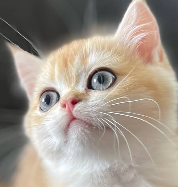 close up photo of Golden British Shorthair kitten for sale